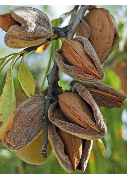 Badem Fidanı Tuona Saksıda
