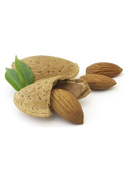 Badem Fidanı Tuona Saksıda fiyatları