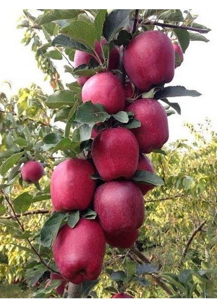 Elma Fidanı Starking Delicious 120 cm Açık Köklü