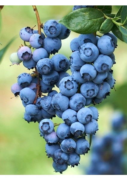 Yaban Mersini Fidanı Blueberry Vaccinium Corymbosum O Neal 60 80 cm 3 Yaş