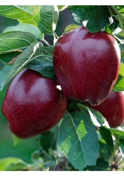 Elma Fidanı Joremini 3 Yaş 120 cm Saksıda