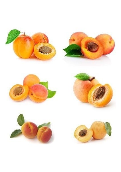 Kayısı Fidanı 4 5 Yaş Saksıda