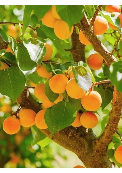 Kayısı Fidanı 4 5 Yaş Saksıda fiyatları