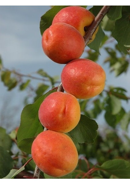 Kayısı Fidanı Vitillo 4 5 Yaş Saksıda