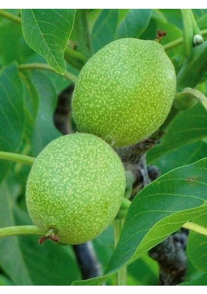 Ceviz Fidanı Yavuz 1 Cevizi 4 Yaş Saksıda