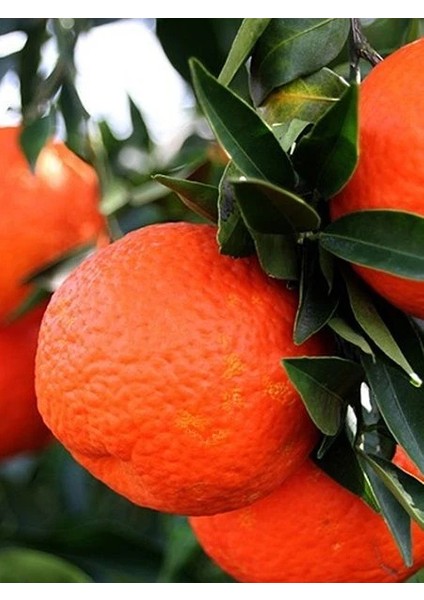 Mandalina Fidanı Citrus Reticulata King 120 cm 4 Yaş Saksıda