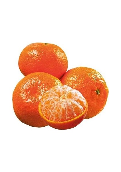 Mandalina Fidanı Citrus Reticulata King 120 cm 4 Yaş Saksıda fiyatları