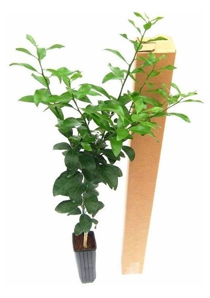 Limon Fidanı Yediveren Citrus Limon 3 Yaş modelleri