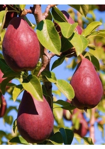 Armut Fidanı Red Williams 120 cm Açık Köklü