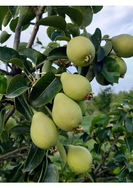 Armut Fidanı Akça 120 cm Saksıda