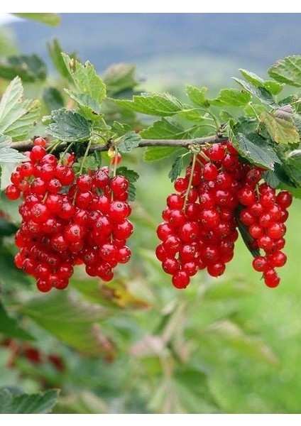 Frenk Üzümü Fidanı İri Salkım Kırmızı Ribes Rubrum Jonkheer Van Tets Ithal