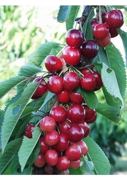 Kiraz Fidanı Sweetheart 120 cm 5 6 Yaş Saksıda