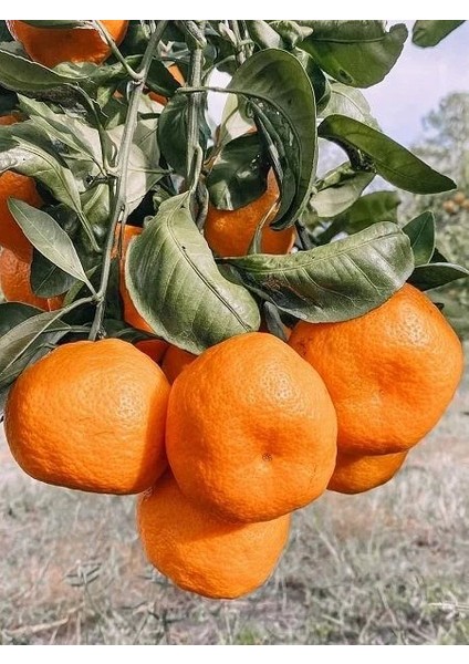 Mandalina Fidanı Satsuma Rize Citrus Unshiu 80 100 cm