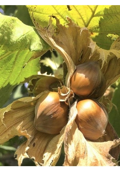 Fındık Fidanı Çakıldak 3 Yaş 120 cm Saksıda