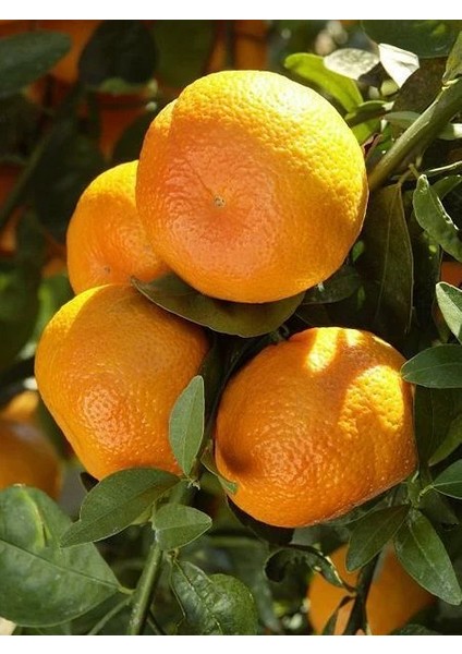 Mandalina Fidanı Citrus Aurantium L W Murcott 60 80 cm Saksıda