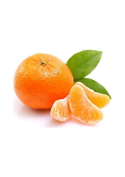 Mandalina Fidanı Citrus Aurantium L W Murcott 60 80 cm Saksıda fiyatları