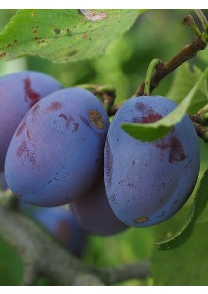 Erik Fidanı Uzun Mürdüm 120 cm 3 Yaş Saksıda