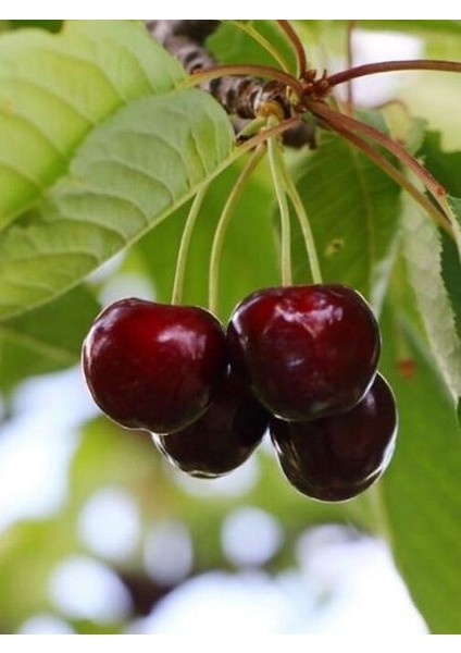 Kiraz Fidanı Eşme 120 cm Saksıda