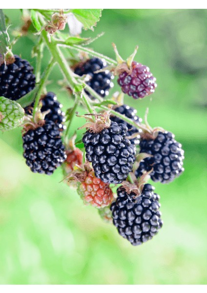 Böğürtlen Fidanı Locness Rubus Fruticosus 100 120 cm Saksıda