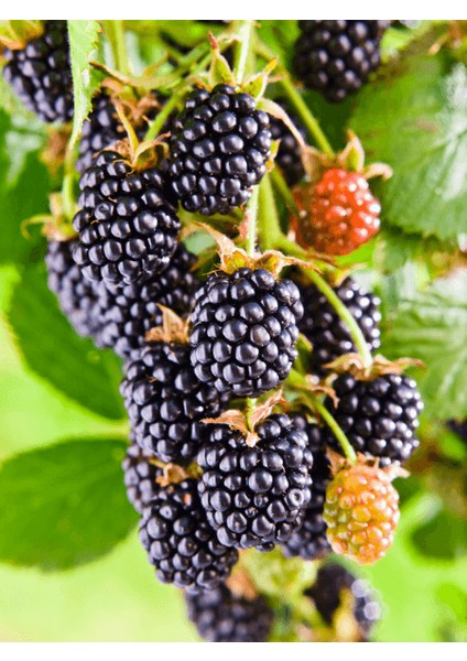 Böğürtlen Fidanı Locness Rubus Fruticosus 100 120 cm Saksıda fiyatları
