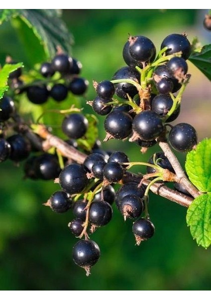 Frenk Üzümü Fidanı Tokat 3 Ribes Nigramum Saksıda