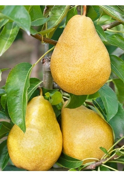 Ithal Armut Fidanı Williams 120 cm Saksıda