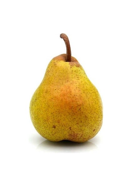 Ithal Armut Fidanı Williams 120 cm Saksıda fiyatları