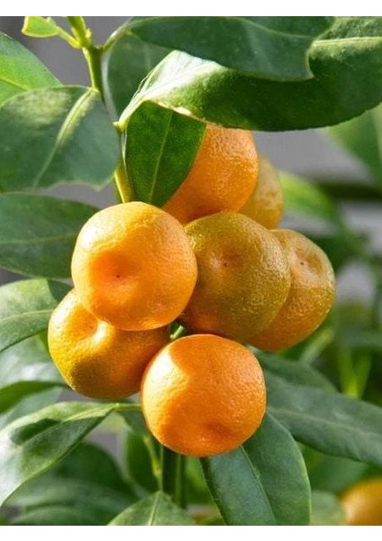 Mandalina Fidanı Süs Citrus Calamondin Orange 120 cm Saksıda