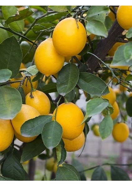 Limon Fidanı Bodur Citrus Limon 40 60 cm Saksıda