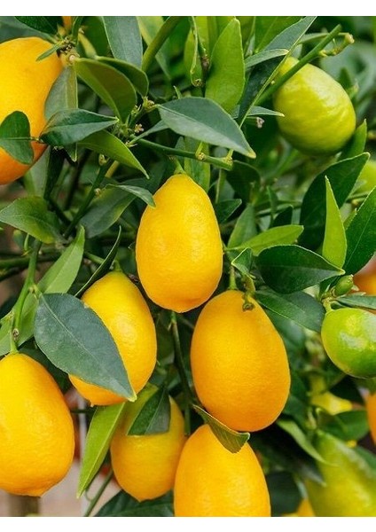 Limon Fidanı Meksika Misket Citrus Hybrid Limequat 80 100 cm Saksıda