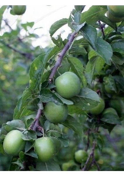 Erik Fidanı Papaz 5 6 Yaş Saksıda