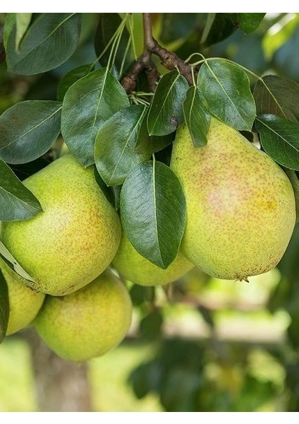 Armut Fidanı Riza Bey 120 cm Saksıda