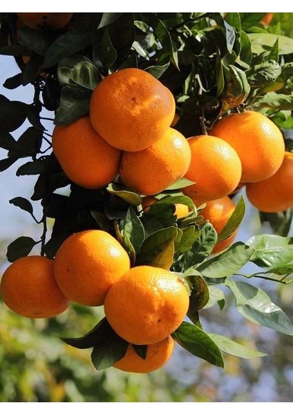 Mandalina Fidanı Citrus Reticulata Fremont 100 cm Saksıda