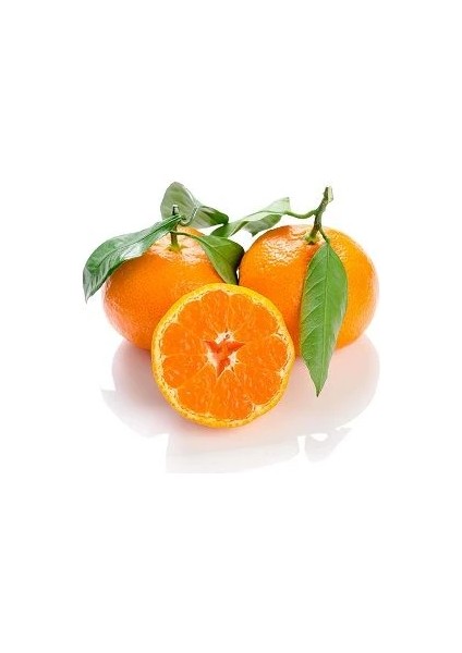 Mandalina Fidanı Citrus Reticulata Fremont 100 cm Saksıda fiyatları