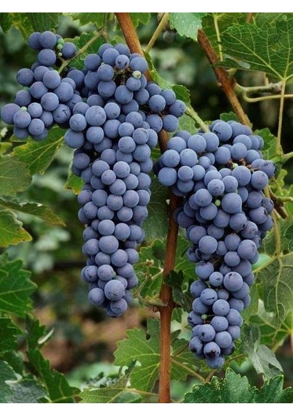 Asma Fidanı Merlot Saksıda