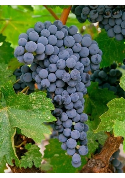 Asma Fidanı Merlot Saksıda fiyatları