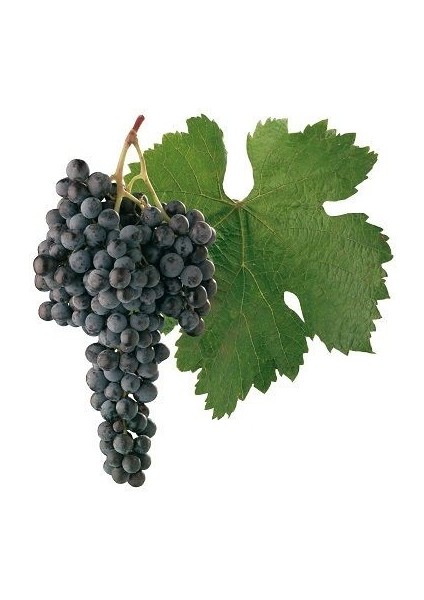 Asma Fidanı Merlot Saksıda modelleri