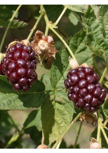 Böğürtlen Fidanı Rubus Ursinus Idaeus Boysenberry Saksıda