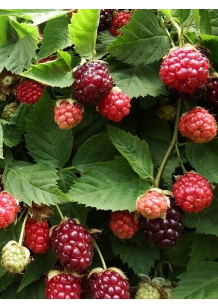 Böğürtlen Fidanı Rubus Ursinus Idaeus Boysenberry Saksıda fiyatları