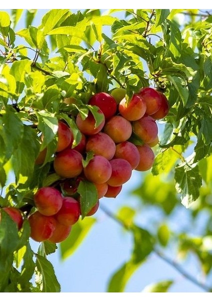 Erik Fidanı Aynalı 120 cm 3 Yaş Saksıda