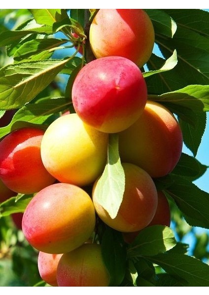 Erik Fidanı Aynalı 120 cm 3 Yaş Saksıda fiyatları