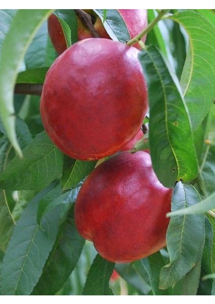 Nektarin Fidanı Arm King 120 cm