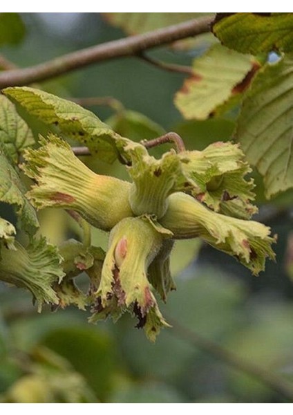 Fındık Fidanı Tombul Uzun 60 70 cm Saksıda