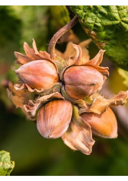 Fındık Fidanı Giresun Yağlısı 60 80 cm Saksıda