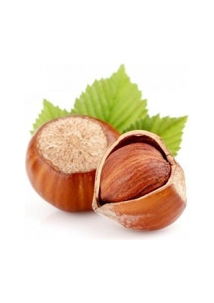 Fındık Fidanı Giresun Yağlısı 60 80 cm Saksıda fiyatları