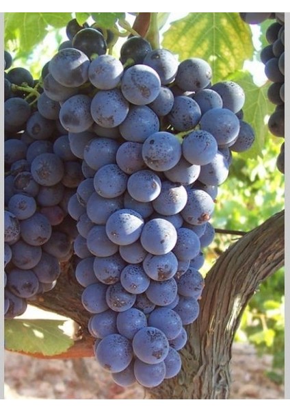 Asma Fidanı Syrah Sirah 3 Yaş Saksıda