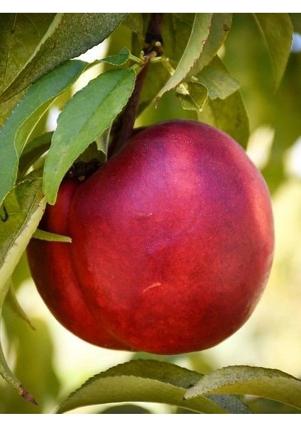 Nektarin Fidanı Bigbang 3 Yaş 120 cm Saksıda