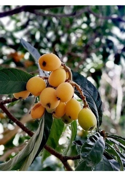 Malta Eriği Yeni Dünya Fidanı Eriobotrya Japonica 60 80 cm Saksıda