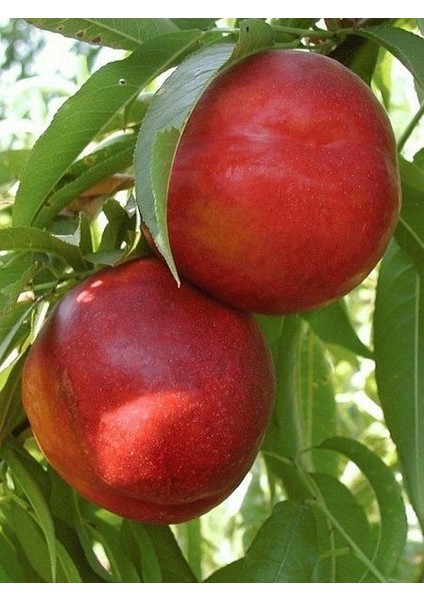 Nektarin Fidanı Caldesi 2000 80 100 cm Açık Kök