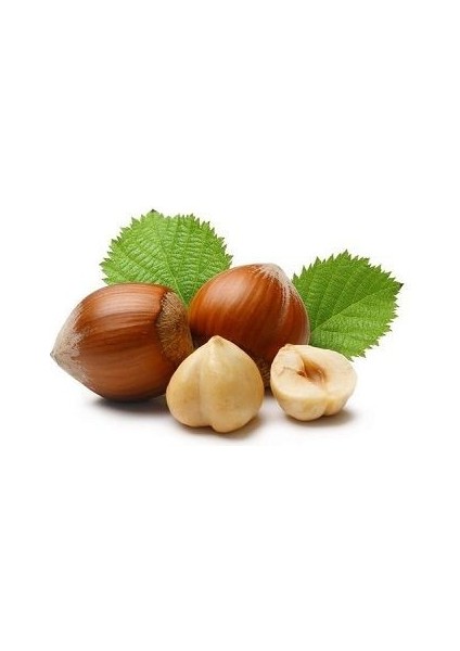 Fındık Fidanı Mincane Sarı Yağlı 80 100 cm Saksıda fiyatları